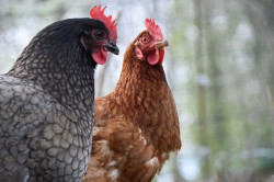 Cantabria pide a propietarios de aves extremar la seguridad tras un foco de gripe aviar en Vizcaya