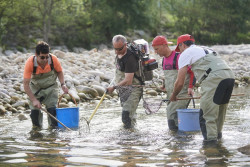Cantabria rescata peces del río Pas por la sequía