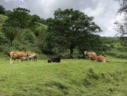  Cantabria suspende las ferias y obliga a desinfectar vehículos ante la expansión de la Dermatosis Nodular