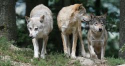 Cantabria trabaja con Asturias, Galicia y CyL para pedir en Bruselas que el lobo salga del LESPRE