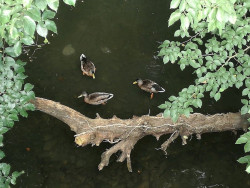 Castro Urdiales intensifica la vigilancia de Brazomar tras aparecer siete patos muertos