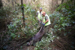 Cazadores se ponen a dispisición de Gobierno y CC.AA para afrontar la sobreabundacia de jabalíes y la PPA