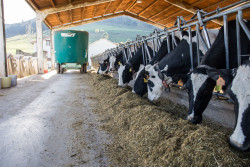 CMM.-La leche por los suelos... &iexcl;Y la culpa no la tiene el lobo. 