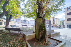 Comillanos y concejales del PP  intentan impedir el inicio de las podas de los castaños de la plaza del Corro 