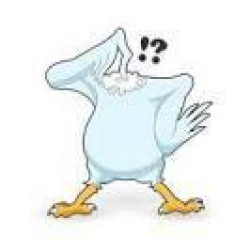 ...Como un pollo sin cabeza.