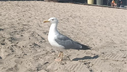 Confirmado el primer caso de gripe aviar en Cantabria en una gaviota recogida en Castro Urdiales