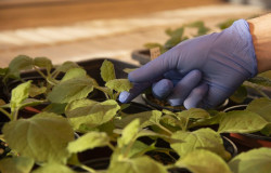 Consiguen mejorar el genoma de una planta clave en la producción de medicamentos y vacunas como la del Covid-19