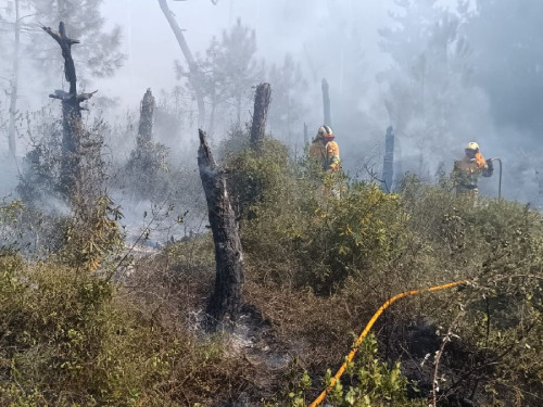  Controlado el incendio en los pinares de Liencres