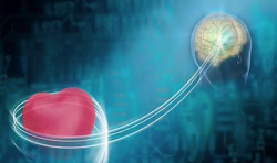 Corazón y Cerebro, amigos íntimos, por el Dr. José Manuel Revuelta