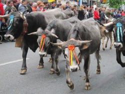 Cortes de tráfico, más de 2.500 vallas y despliegue de efectivos para la Pasá del sábado en Santander