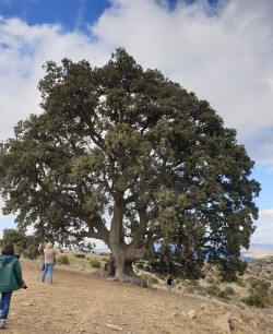 Crece la grieta que amenaza con la muerte al &aacute;rbol m&aacute;s grande de Andaluc&iacute;a: su envejecimiento es "imparable"