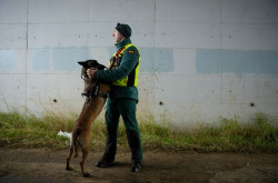 Cuatro perros de la Guardia Civil participan en la b&uacute;squeda de v&iacute;ctimas en los trenes en Adamuz