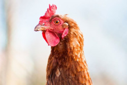 Cumplidos un 92% de los compromisos de empresas para no usar huevos de gallinas enjauladas en todo el mundo, seg&uacute;n OWA
