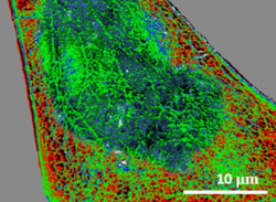Descubren cómo las células reaccionan a estímulos según su frecuencia, que podría ayudar a tratar lesiones de médula