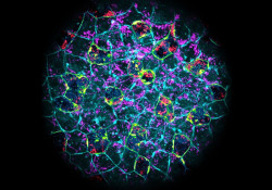 Descubren que los embriones de pez cebra pueden eliminar infecciones bacterianas antes de formar su sistema inmune