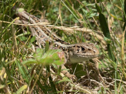 Descubren una poblaci&oacute;n de lagarto &aacute;gil pirenaico en el Parc Natural del Cad&iacute;-Moixer&oacute;
