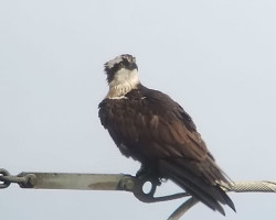 Detectados nueve ejemplares de águila pescadora invernante en Cantabria, dos más que en el anterior censo