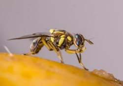 Detectados por primera vez en Espa&ntilde;a tres casos de mosca oriental de la fruta localizados en Astillero