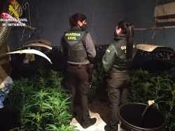 Detenidas dos personas e intervenidas 500 plantas de marihuana en una vivienda en Corbera