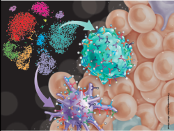 Dise&ntilde;an c&eacute;lulas inmunitarias que evitan que el c&aacute;ncer se propague