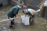 Ecologistas en Acci&oacute;n reclama la veda del salm&oacute;n y la angula en Cantabria ante su riesgo de extinci&oacute;n