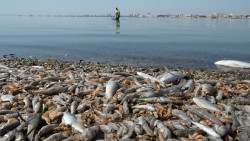 Ecologistas entrega sus 48 `banderas negras` a playas con urbanizaci&oacute;n en la costa y afectadas por vertidos