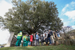 El alcalde de Colindres se ha mostrado orgulloso de contar con el Mejor Árbol de España 2023 en su municipio