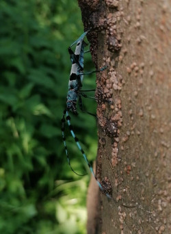 El consejero Luis Martinez, impulsa un programa de rutas de educación ambiental en el Camino Lebaniego
