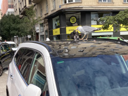 El ejército de gaviotas en "formación" aniquila y devora a palomas y gorriones.  Por Carlos Magdalena