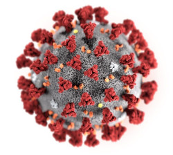 El equipo de investigación canadiense ha aislado con éxito el virus COVID-19