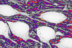 El espacio entre neuronas juega un papel activo en la comunicaci&oacute;n cerebral, seg&uacute;n un estudio