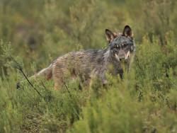 El Fondo Lobo pide personarse en el recurso del Defensor del Pueblo contra la caza del lobo