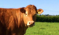 El Gobierno de Cantabria destina 292.000 euros a promover la cría de razas puras en las explotaciones ganaderas