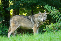 El Gobierno de Cantabria espera tener aprobado en verano el nuevo Plan de Gestión del Lobo