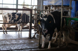 El Gobierno de Cantabria propone convocar en abril la Mesa L&aacute;ctea ante la bajada de precios a los ganaderos
