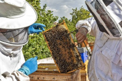 El Gobierno declara la apicultura como Manifestación Representativa del Patrimonio Cultural Inmaterial