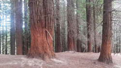 El Gobierno plantea crear un itinerario dentro del Bosque de Secuoyas para minimizar el impacto de las visitas
