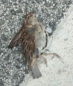 El gorrión común, ave con más incidencia de mortalidad por atropello o colisión contra vehículos según SEO/BirdLife