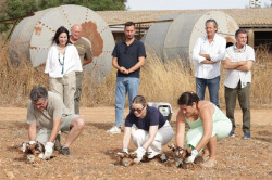El Govern libera en una finca de Campos tres milanos recuperados en las instalaciones del Cofib