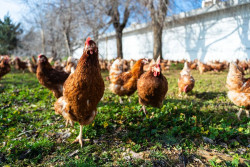 El Govern no autoriza la macrogranja av&iacute;cola de Sineu