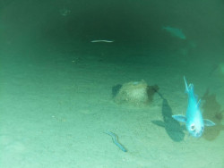El IEO estudia los hábitats profundos de fondos blandos del mar Cantábrico