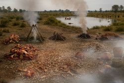 El MUPAC participa en una investigación sobre una `fábrica de grasa` neandertal de hace 125.000 años