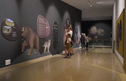 El Museo de Altamira inaugura hoy una muestra sobre el declive neandertal y la llegada del Homo sapiens