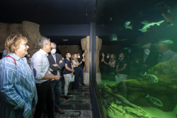 El Museo Mar&iacute;timo incorpora tres ejemplares macho de tibur&oacute;n gris