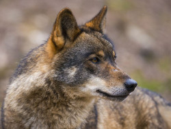 El Parlamento insta al Gobierno de Cantabria a desarrollar el Plan de Gestión del Lobo