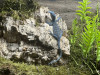 El Parque de la Naturaleza de Cab&aacute;rceno incorpora tres ejemplares de varano azul, una especie amenazada de lagarto