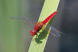 El parque de Las Llamas acoge nuevas actividades para conocer las libélulas y las aves que habitan en el humedal