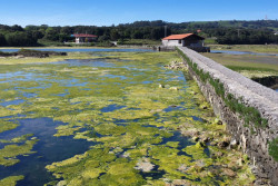 El Parque de las Marismas de Santoña formará parte del proyecto de conservación Life+ Humedales