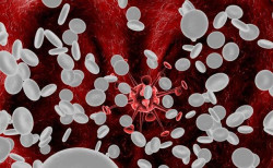 El plegamiento incorrecto del ADN en los gl&oacute;bulos blancos aumenta el riesgo de diabetes tipo 1