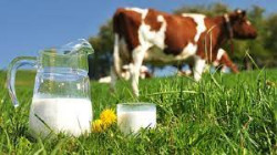 El PP acusa al consejero de Ganader&iacute;a de haber "olvidado en un caj&oacute;n" el Observatorio de Precios de la Leche